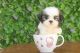 Shih Tzu Puppies for sale in Los Angeles, California. price: $800