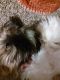 Shih Tzu Puppies for sale in Cold Spring, Kentucky. price: $2,800