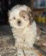 Shih Tzu Puppies for sale in 880 S Ray Quincy Rd, Montgomery, MI 49255, USA. price: $900