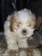 Shih Tzu Puppies for sale in 880 S Ray Quincy Rd, Montgomery, MI 49255, USA. price: $500