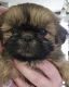 Shih Tzu Puppies for sale in Murfreesboro, TN, USA. price: $1,500
