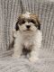 Shih Tzu Puppies for sale in Clyde, NY 14433, USA. price: $450