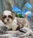 Shih Tzu Puppies for sale in Clyde, NY 14433, USA. price: $1,200
