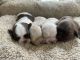 Shih Tzu Puppies for sale in Clarksville, Tennessee. price: $1,000