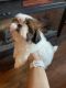 Shih Tzu Puppies for sale in SouthBend, Indiana. price: $1,000