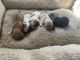 Shih Tzu Puppies for sale in Clarksville, Tennessee. price: $1,000