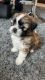 Shih Tzu Puppies for sale in Sugar Grove, Illinois. price: $1,000