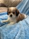 Shih Tzu Puppies for sale in Troy, Michigan. price: $1,000
