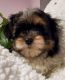 Shih Tzu Puppies for sale in Durham, ON, Canada. price: $1,400