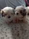 Shih Tzu Puppies for sale in Columbus, Georgia. price: NA