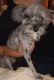 Shih Tzu Puppies for sale in Flint, MI, USA. price: $100