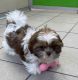 Shih Tzu Puppies for sale in Lawrenceville, Georgia. price: $500