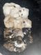 Shih Tzu Puppies for sale in Enoch, Utah. price: $1,000