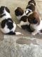 Shih Tzu Puppies for sale in Pune, Maharashtra. price: 20,000 INR