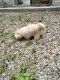Shih Tzu Puppies for sale in Bronx, New York. price: $350