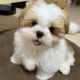 Shih Tzu Puppies for sale in New York, New York. price: $500