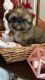 Shih Tzu Puppies for sale in Bridgeton, NJ 08302, USA. price: $190,000