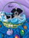 Shih Tzu Puppies for sale in San Antonio, Texas. price: NA