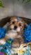Shih Tzu Puppies for sale in San Jose, California. price: $1,000