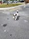 Shih Tzu Puppies for sale in Port St. Lucie, Florida. price: $1,000