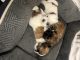 Shih Tzu Puppies for sale in Wayne, Michigan. price: $1,200