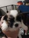 Shih Tzu Puppies for sale in Los Angeles, California. price: $750