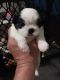 Shih Tzu Puppies for sale in Los Angeles, California. price: $750