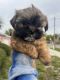 Shih Tzu Puppies for sale in Tampa, Florida. price: $850