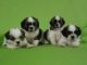 Shih Tzu Puppies for sale in Vellore, Tamil Nadu 632001, India. price: NA