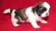 Shih Tzu Puppies for sale in St. Johnsbury, St Johnsbury, VT 05819, USA. price: NA