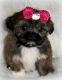 Shih Tzu Puppies for sale in Anaheim, CA, USA. price: NA