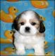 Shih Tzu Puppies for sale in Anaheim, CA, USA. price: NA