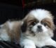 Shih Tzu Puppies for sale in Chandler, AZ, USA. price: NA