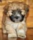 Shih Tzu Puppies for sale in Albany, VT, USA. price: NA
