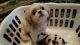 Shih Tzu Puppies for sale in Logan, UT, USA. price: NA