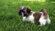 Shih Tzu Puppies for sale in United States Postal Service, 100 PR-3, San Juan, 00924, Puerto Rico. price: NA