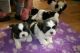 Shih Tzu Puppies for sale in Helena, MT, USA. price: NA