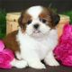 Shih Tzu Puppies for sale in Bennington, VT 05201, USA. price: NA