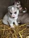 Shih Tzu Puppies for sale in Overland Park, KS, USA. price: NA