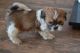 Shih Tzu Puppies for sale in Salt Lake City, UT, USA. price: NA