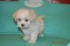 Shih Tzu Puppies for sale in Montpelier, VT 05602, USA. price: NA