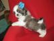 Shih Tzu Puppies for sale in Largo, FL, USA. price: $300