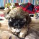 Shih Tzu Puppies for sale in Castle Pines, CO 80108, USA. price: NA