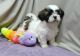 Shih Tzu Puppies for sale in Steamboat Springs, CO 80477, USA. price: $350