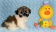 Shih Tzu Puppies for sale in Denver, CO 80290, USA. price: NA