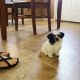 Shih Tzu Puppies for sale in Grand Prairie, TX, USA. price: NA