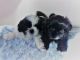 Shih Tzu Puppies for sale in Round Rock, TX 78664, USA. price: $500