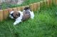 Shih Tzu Puppies for sale in Bountiful, UT 84010, USA. price: $500