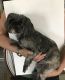 Shih Tzu Puppies for sale in 132 N 87th Pl, Mesa, AZ 85207, USA. price: $375