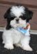 Shih Tzu Puppies for sale in Bozeman, MT, USA. price: $500